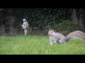 Squirrel Dubby Dance HD