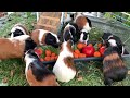 Guinea Pigs generate happiness for all