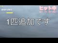 【遠投カゴ釣り】タイを釣るコツはある！？　ウキを沈めるためには？？