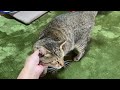 パパが入院する朝から退院するまで…【庭に住みついた野良猫を家猫へ】