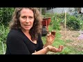 How to make a No Dig Garden - Morag Gamble