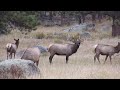 Elk Bugling