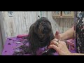 Cute Shihtzu-Poodle gets clean feet & lion tail