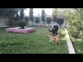 #Dog play with buffalo 🤣🤣 # funny activity