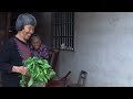 是野菜還是野草？ 有人嫌它苦澀無味，有人摘它天天打湯｜Bitter weed, used by Guangxi grandma for cooking｜广西 美食｜ 玉林阿婆