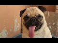 jojo in the tub || Pug in the tub || cute pug video || best dog vlog