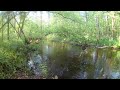 Trout Stream Central Wisconsin Woods HD 1080P