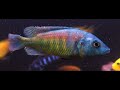 African Cichlids Tank Setup - Malawi Fish Up Close Cinematic
