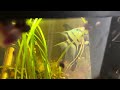 Angelfish pair Blue Silver x Pinoy