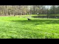 Wild Turkey Casually Walks by | 4/27/2024