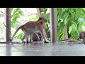 Unbelievable Behavior! Wild Monkeys at MacRitchie Reservoir Park | Singapore Wildlife