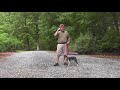 Boston Terrier Dog Training | Winston-Salem NC _  Sebastian