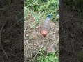 Garlic Growing in East Africa, Uganda. Vegetative stage