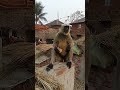 Hanuman animals Lover #youtube #funny #video 🥰🚩🚩🇮🇳🙏
