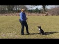 Dog Obedience - Novice recall 1 - wait