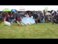 Moy Games Fair, Indian runner ducks being herded by a border collie