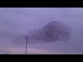 Starlings Over Sowton (Exeter)