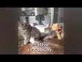 😹 IMPOSSIBLE TRY NOT TO LAUGH 🤣🐶 Funny Videos Every Days 😅