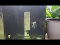 Garage Fish Room Tour Angelfish Breeding Room February 2023