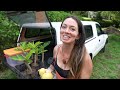 Rare Tropical Fruit Farm Tour in Costa Rica with Paul Zink