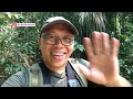 How to spot the Pin-striped Tit Babbler bird in the forest | Sabahan Birding in Singapore