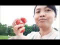 Daily Vlog BuCin di Jerman Lihat Kebun Nenek || Petik Strawberry dan Langsung Makan Sampai Kenyang
