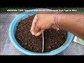 Top 8 Easy To Grow Vegetables For Beginners|SEED TO HARVEST