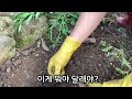 금계국 이야기/있을 때 잘하자