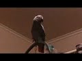 African Grey parrot (Rafiki) doing animal impressions