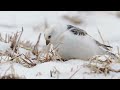 Birds in Slow Motion with OM SYSTEM OM-1