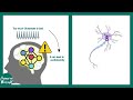 Glutamate-Glutamine cycle | Astrocyte in glutamate-glutamine metabolism