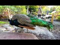 Where did the Peacock's TAIL Go? 😮 | Peacock Without a Tail