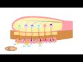 Smell Disorders: Anosmia, Phantosmia, and Parosmia (Why and What Happens?)