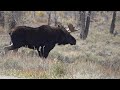 Yellowstone National Park 4K Ultra HD • Stunning Footage, Scenic Relaxation Film with Calming Music.