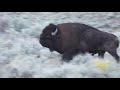 Bison Gored & Park Rangers Relocate Carcass in Yellowstone.. Slough Creek