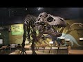 PaleoRewind 2022 - March | New T-Rex Species (Kind of) and More!