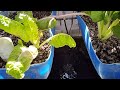 Aquaponics update. Nothing to see here, overlords.