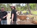 【奈良公園】お辞儀する鹿に感激の外国人観光客! 鹿せんべい,記念写真,なでなで Feeding the Bowing Deer at Nara Park, Japan