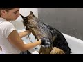 My German Shepherd's Home Grooming Routine | ASMR