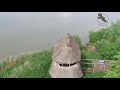 Nature in the Netherlands - Marshes Part 1/ Natuur in Nederland - Moerassen Deel 1