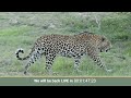 SafariLIVE Sunset - 25 May 2024