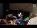 Cat toy box raid