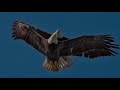 BALD EAGLE VS PHILIPPINE EAGLE - Which is the strongest?
