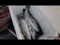 New Hogan Lake Striped Bass fishing 5/19/2023 (limit out)