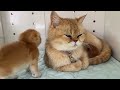 Foster kitten asks mom cat to feed him