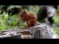 Red Squirrel at Morton Lochs