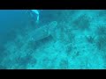 SCUBA Reef dive Blue Heron Bridge SCUBA Turtle 1