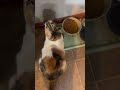 Aurora borealis kitty is hungry