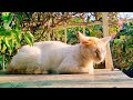 Relaxing cat video|Cat relaxing 😌 in the sun🌞|