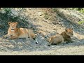 Glimpse of A day in Serengeti National Park Tanzania by an Indian Engineer!